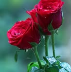 Profile Picture of Numile Gosai (@Numile-Gosai) on Facebook