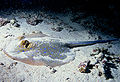 Profile Picture of Demersal fishon Wikipedia