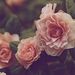 Profile Picture of Mariam (@libbymarian0918) on Pinterest