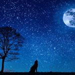 Profile Picture of Steve Comando (@curiosity_satisfied_dog_camp) on Instagram