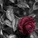 Profile Picture of Philippe Turek (@philipati) on Pinterest