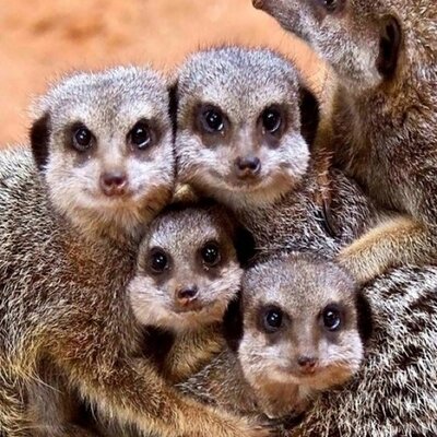 Profile Picture of Gordon Chow (@gordon_chow) on Twitter