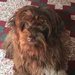 Profile Picture of Hazel Patterson (@hazel_the_chocolate_havanese) on Instagram