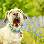 Profile Picture of Kulkowski 🐕 Czarkowski 🐕 (@kulkowski_i_przyjaciele) on Instagram