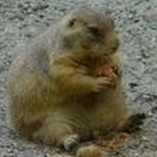 Profile Picture of Erik Snyder (@MrErikmt) on Youtube