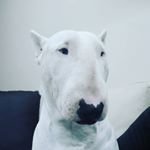 Profile Picture of BlackSea Bull Arnold (@arnold_thebullterrier) on Instagram