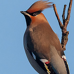 Dave Blackwell - Flickr Profile Picture of Dave Blackwell (@daveblackwell1) on Flickr