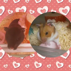Profile Picture of 禰豆子&しのぶ (@sinohulove.nezukolove) on Tiktok