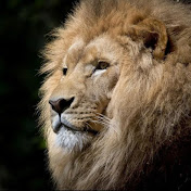 Yolanda Fields - Youtube Profile Picture of Yolanda Fields (@yolandafields5695) on Youtube