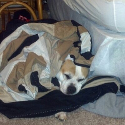 Profile Picture of Chris Sholtis (@dieselmycologne) on Twitter