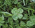 Profile Picture of Four-leaf clover - Wikipediaon Wikipedia