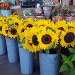 Profile Picture of Shawna McVay (@mcvayshawnasue) on Instagram