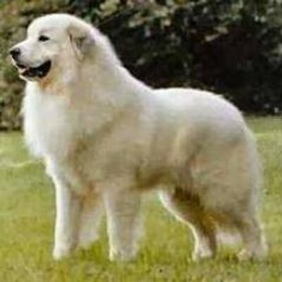 Profile Picture of Ken Fredrickson (@kenfredr2004) on Twitter