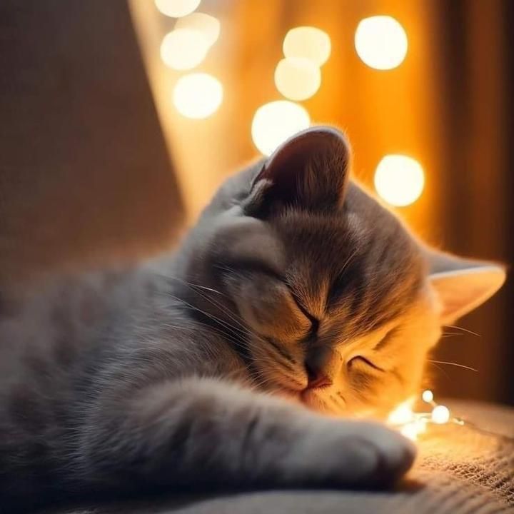 Profile Picture of JanetPatel (@ufkgevqno7v) on Tiktok