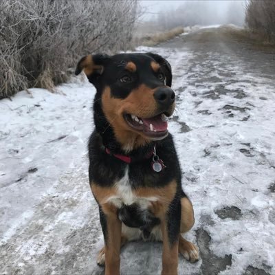 Profile Picture of Levi Fonstad (@LeviFonzzy) on Twitter