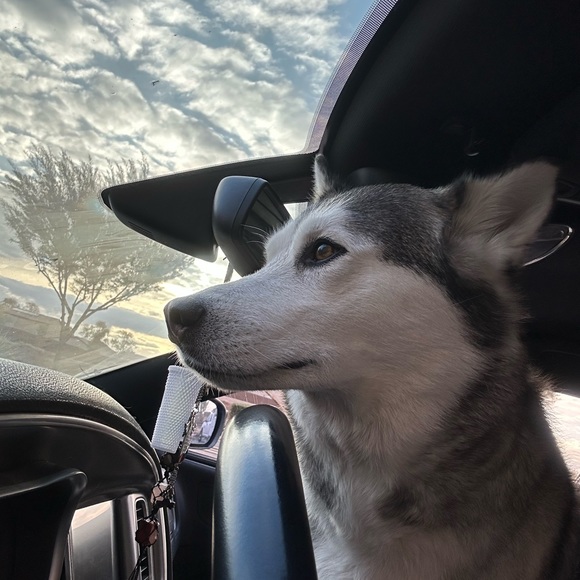 Profile Picture of Casey Bedenko (@cbedenko) on Poshmark