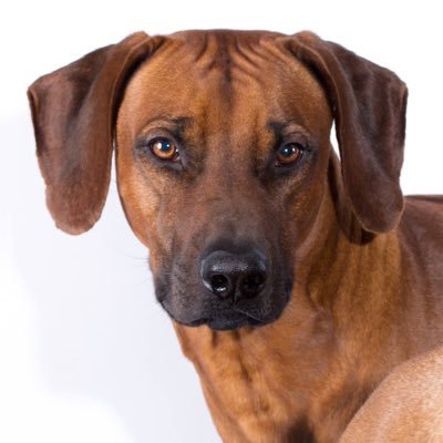 Patrick Humbert - Twitter Profile Picture of Patrick Humbert (@PatrickHumber19) on Twitter