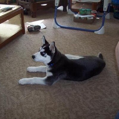 Profile Picture of Albert Mayes III (@@HuskyCompRep) on Twitter