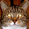Profile Picture of Richard Fulop (@EVIL EMRE) on Flickr