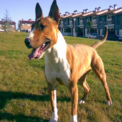 Profile Picture of Rigoberto Nuňez Puga (@sherat123) on Twitter