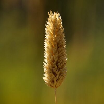 Mark Lapp - Twitter Profile Picture of Mark Lapp (@mark_lapp) on Twitter