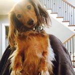 Profile Picture of Rudder Risher (@beachrisher) on Instagram