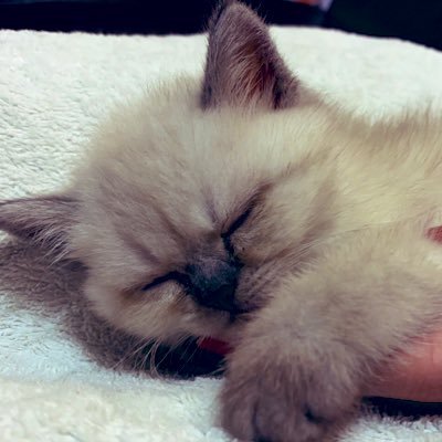 Profile Picture of ブチャ (@butya_neco) on Twitter