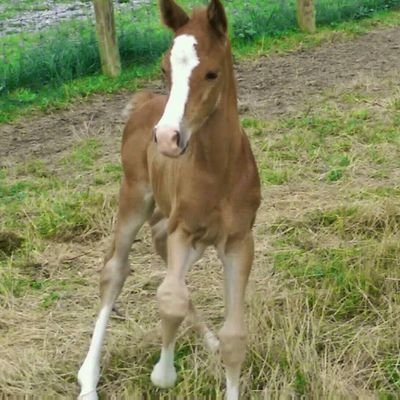 Profile Picture of Jo Anne Schultz (@JoAnneS14071780) on Twitter