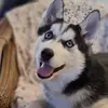 Profile Picture of Kim__ (@kimtroopers) on Tiktok