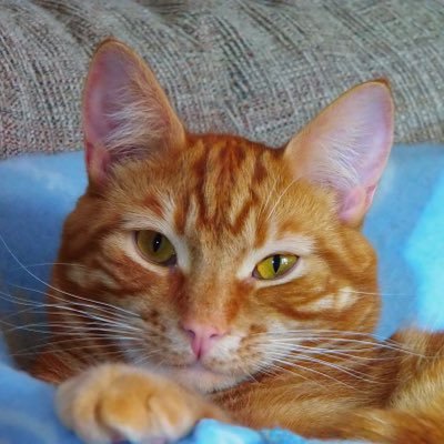 Profile Picture of Mary Hearn (@_maryhearn) on Twitter