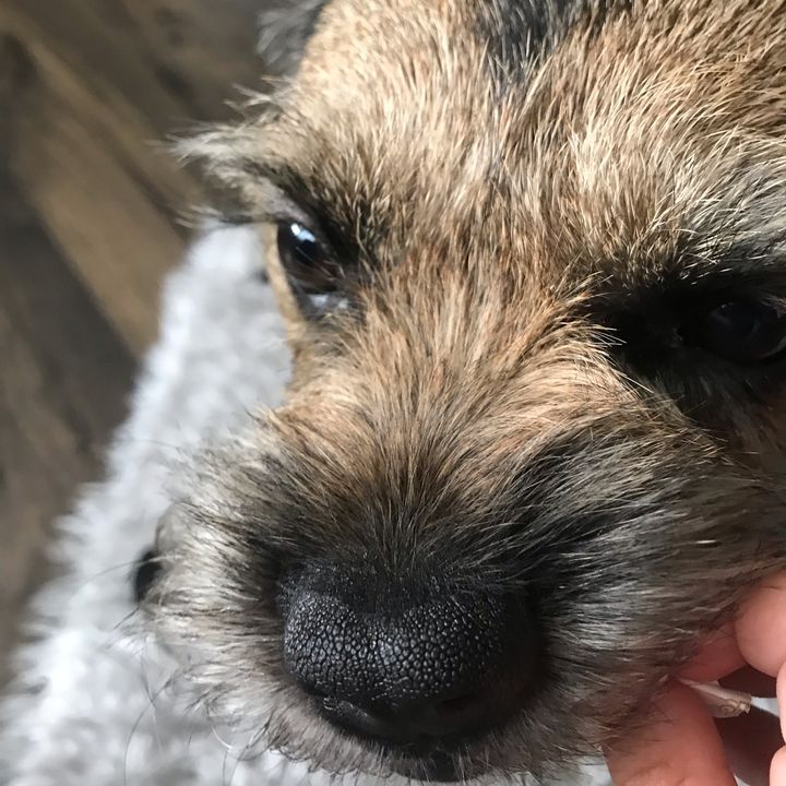Profile Picture of Dog (@carsontheborderterrier0) on Tiktok