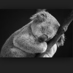 Profile Picture of KoalaLover🐨trudycohen😜 (@trudygirl4478) on Instagram