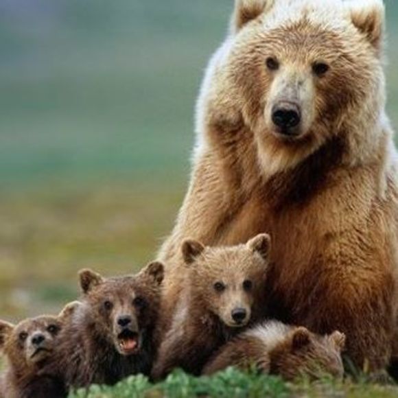 Profile Picture of Deborah Plum (@dplum60) on Poshmark