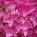 Profile Picture of Lisa Stubbs (@ariellaandlucca) on Pinterest