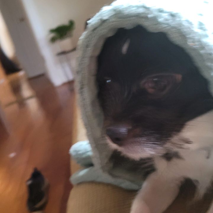 Profile Picture of Matthew ciancitto (@gorillamatty) on Tiktok