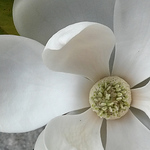 Profile Picture of Wait wait...what? (@Wait wait...what?) on Flickr