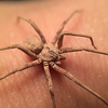 Profile Picture of Josh Markham (@ReignOfInvertebrates) on Flickr