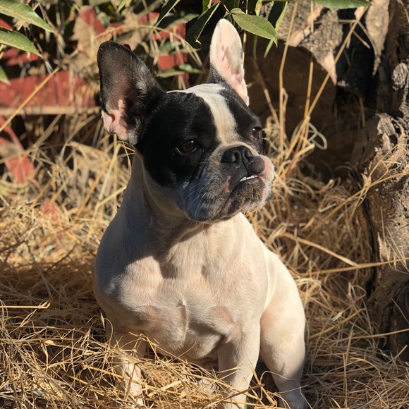 Profile Picture of Mario Robledo (@mariorobledo) on Poshmark