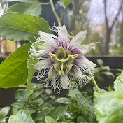 Profile Picture of Jessica Kerger (@jessicakerger1245) on Youtube