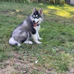 Profile Picture of Huskey Torres (@Huskey-Torres) on Facebook