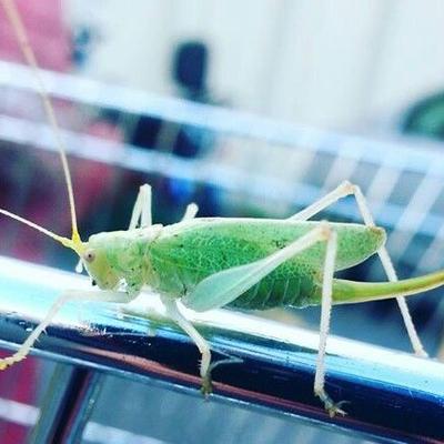 Grass Hopper - Twitter Profile Picture of Grass Hopper (@Grass_HopperJoe) on Twitter