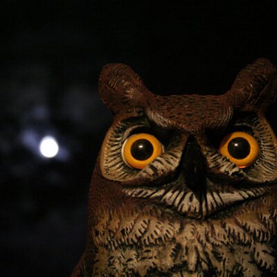 Profile Picture of Karen Kleeman-Jones (@KarenKleemanJon) on Twitter