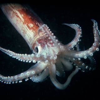 Ralph Broker - Facebook Profile Picture of Ralph Broker (@Ralph-Broker) on Facebook