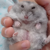 Profile Picture of OSCAR BALLESTER VERDU (@oscarballesterverdu8192) on Youtube