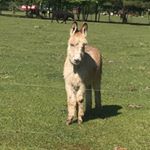 Profile Picture of Evan Samuel (@_evan_samuel_) on Instagram