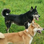 Profile Picture of Göran Eriksson / Cathrine Wåhlstedt (@kettlabergetskennel) on Instagram