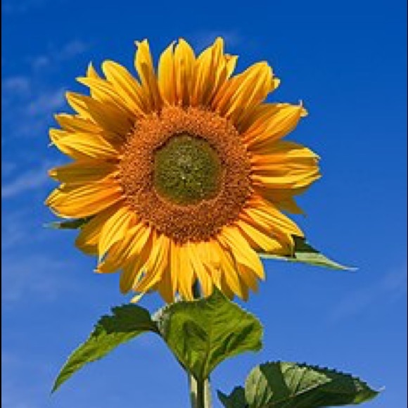 Profile Picture of Robin Heber (@gruenecloset) on Poshmark