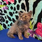 Profile Picture of Paula Briner (@texascountrycats) on Instagram