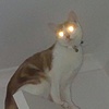 Profile Picture of Pawsitive Catitude (@cats_n_things_official) on Tiktok