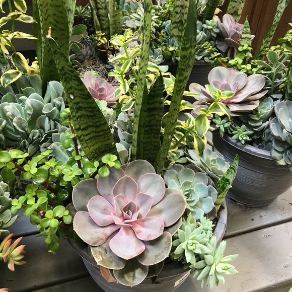 Profile Picture of Cindy Franklin (@cindyleigh123) on Poshmark